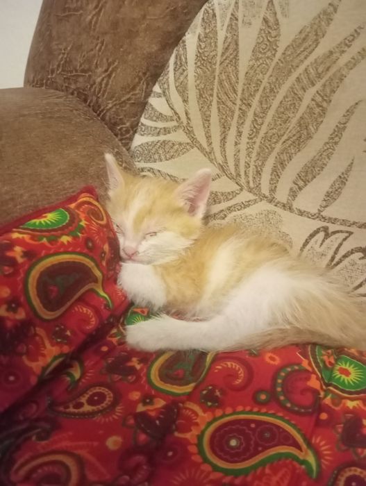Котёнок марғау еркек