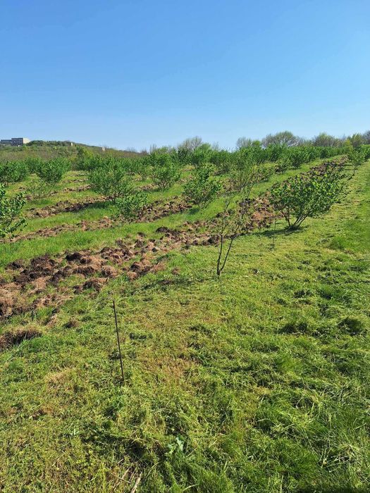 Продава се Земеделски имот в с. Драчево, Област Бургас -  кв.м за 2408 €/дка - Снимка #3