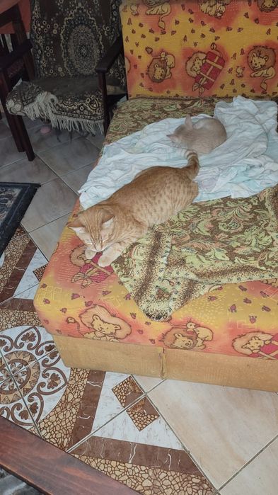 Котята в добрые ответственные руки