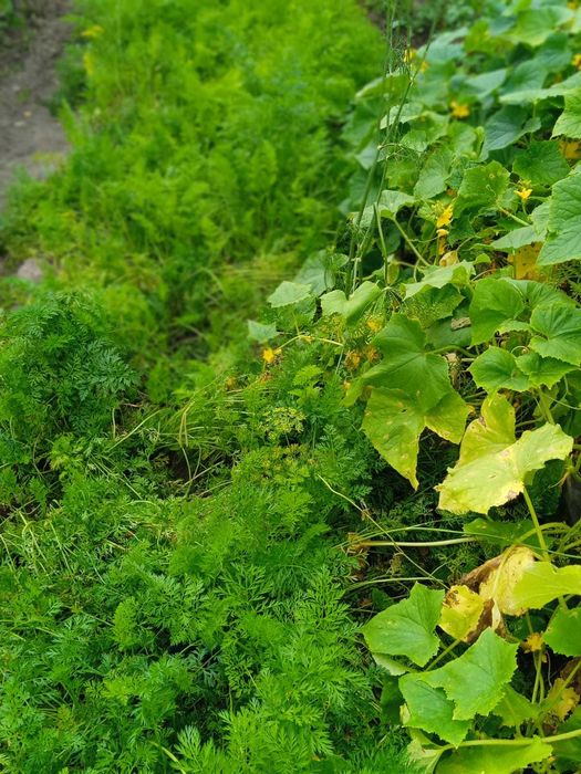 Продам дачу за Новопавловкой