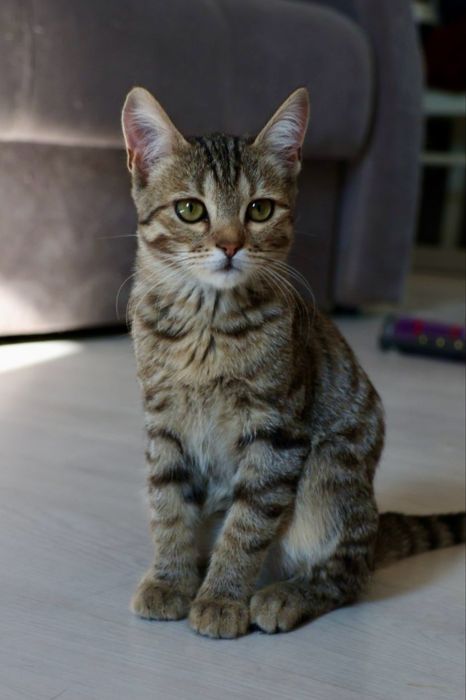 Кошечка, 3 месяца