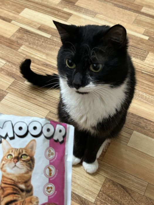 Отдам кота даром