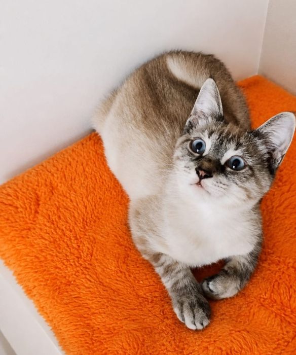 Котята в добрые руки! 4 месяца.