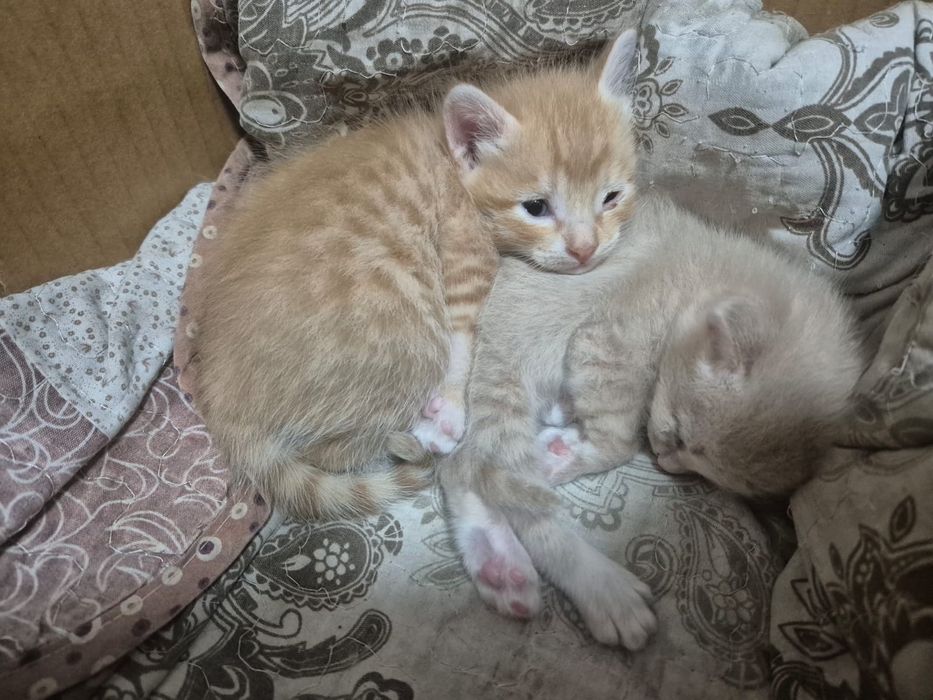 Котёнок ищет заботливых хозяев