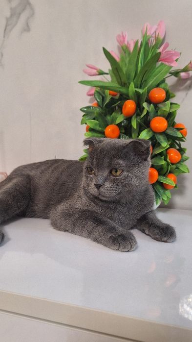 Продается котенок