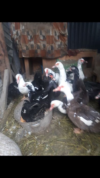 Продам индоуток годовалых