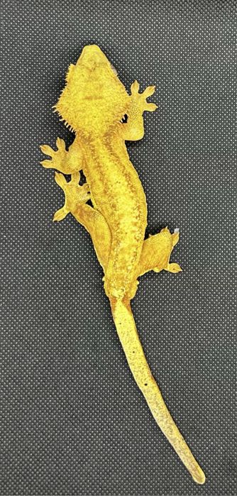 Банановдни гекони 2бр.