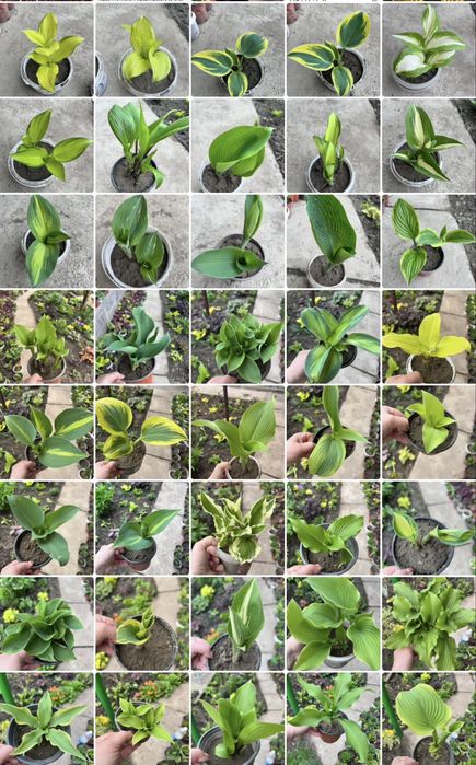 Хосты гейхеры в продаже