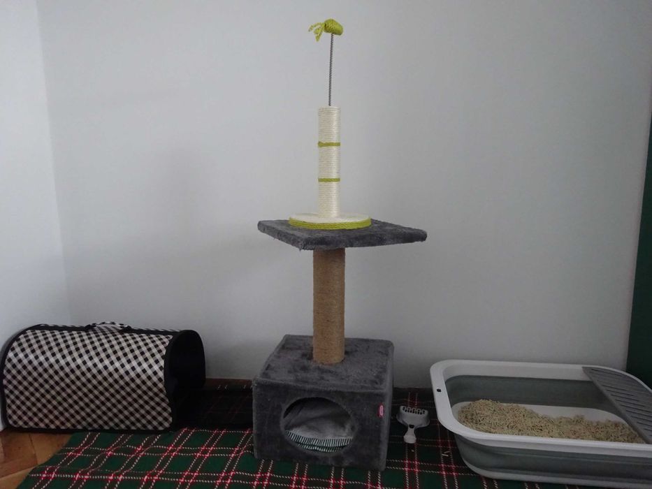 Британско късокосместо коте (м)