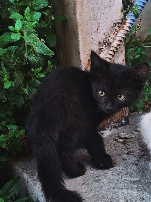 Котята чёрные и пятнистые