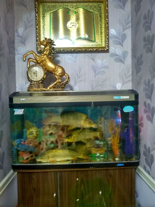 7 mikrorayon 4xonali