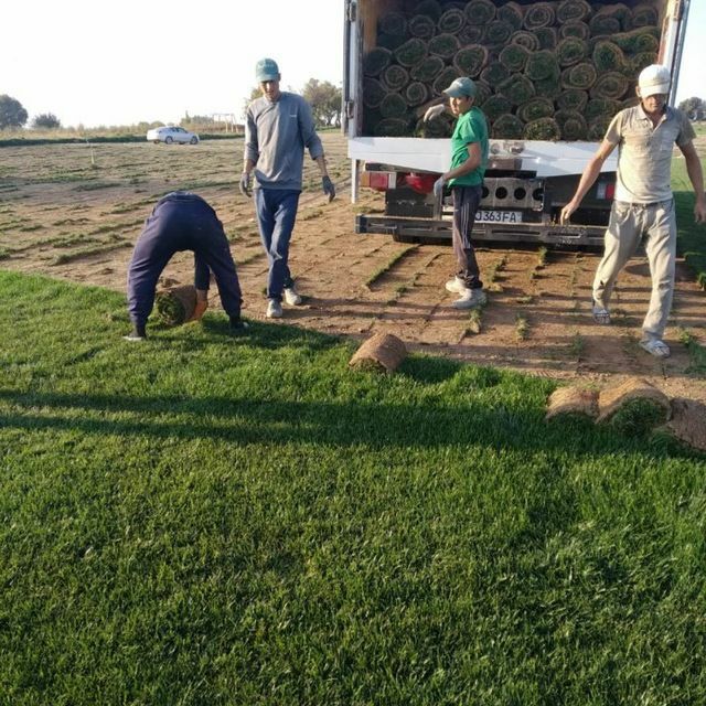 Gazon ekamiz, tayyor rulon Gazonlar bor bir kunda urnatib beramiz