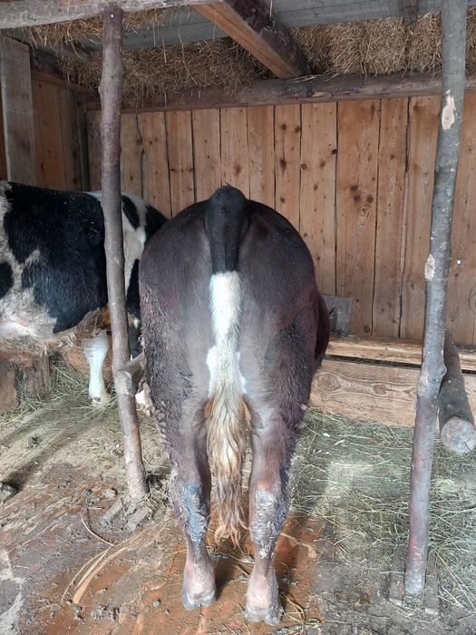 Vând vitel de carne