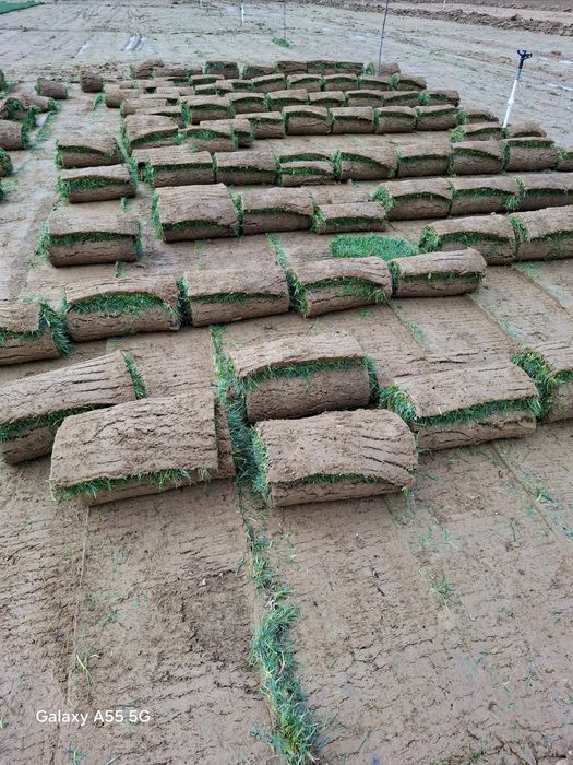 Газон в Узбекистане, Доставка, Установка, Полив Система, Ландшафт,