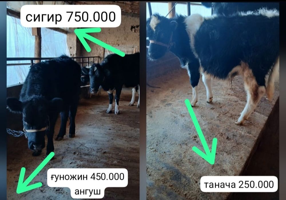 Осы 3 карамал сатылады. Саудасы бар.  Малдар жуас.