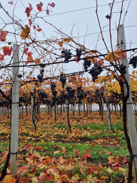 Struguri pentru vin,țuică,suc,oțet,etc