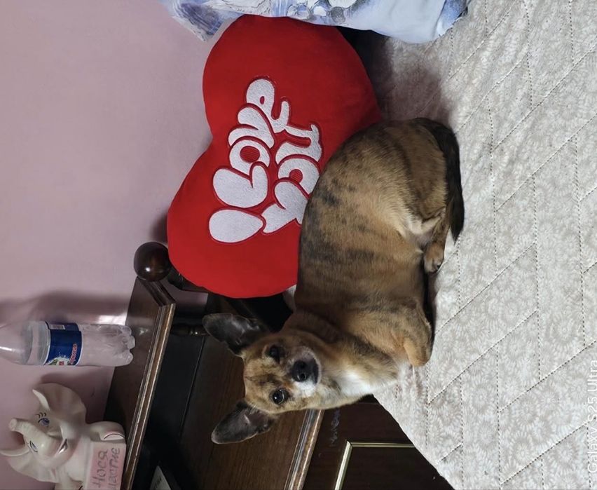 Кучета пинчери бебета