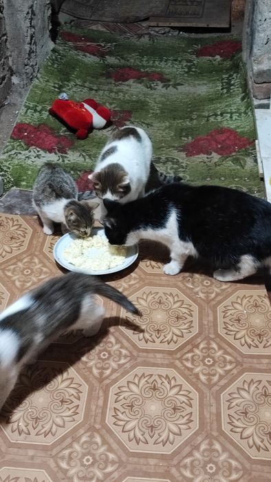 Котёнок, около 3х месяцев