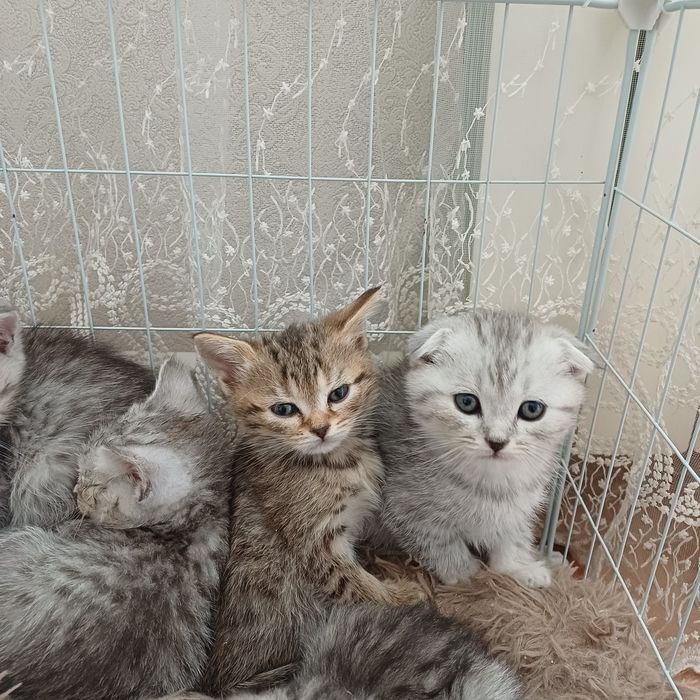 котята шотландцы