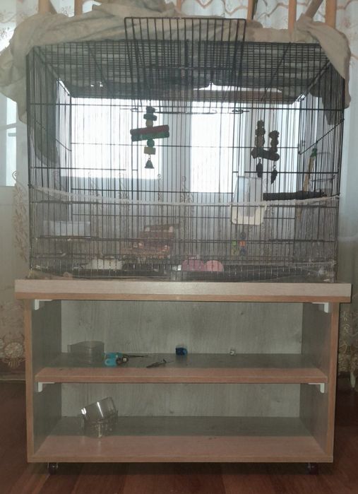 Ручной Ожереловый Попугай