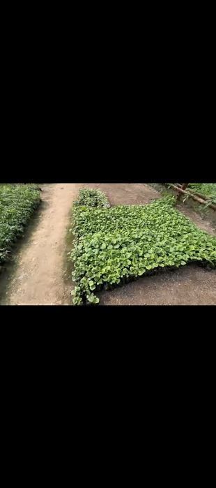 Sabzavot ko‘chatlari sotiladi