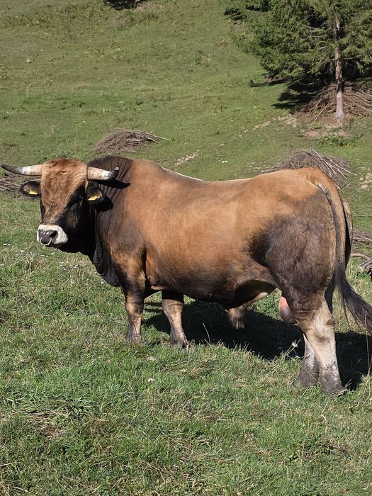 Vând taur Aubrac pentru montă