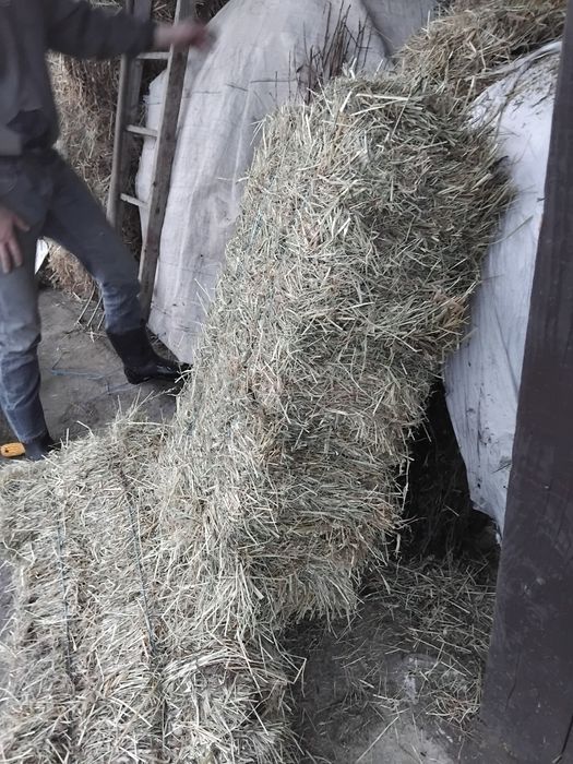 Baloti fan 100buc.calitatea1 tinuti in fanar.