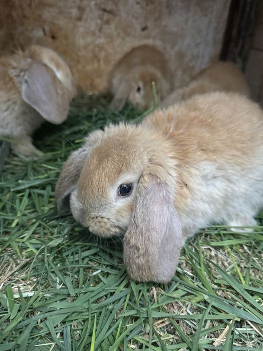 Disponibili iepurasi!!