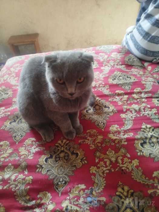 Zotli mushuk sotiladi
