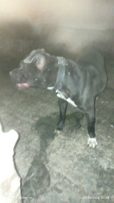 Pidbul 2 yosh ovqat yiydi