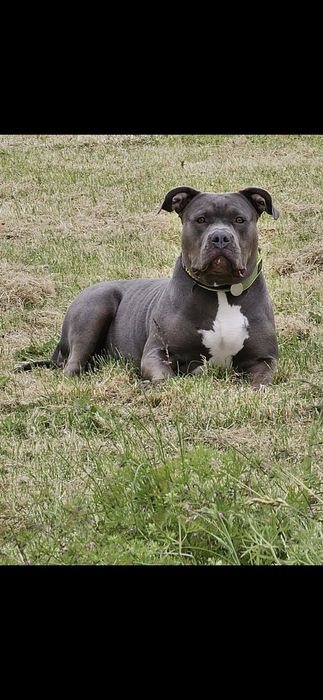 Femelă xl 4 ani – pedigree de top