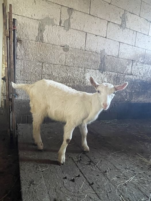 capre, iede si tap Saanen