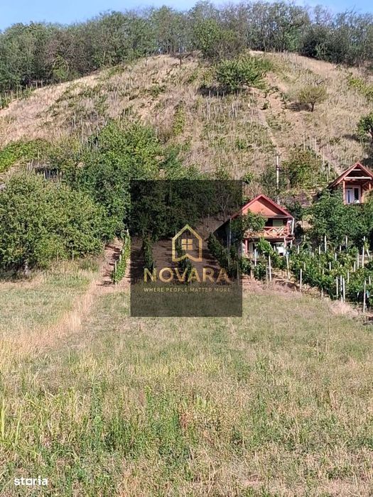 Teren Tileagd Bihor
