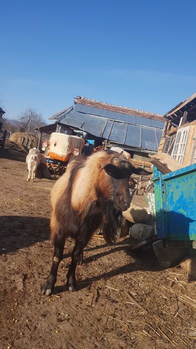 Țap alpin francez vânzare/schimb cu alte animale