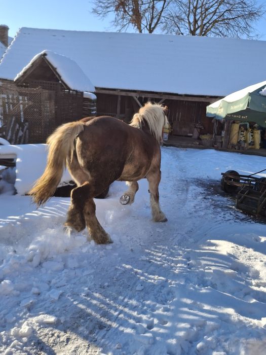 Vand iapa grea  gestanta
