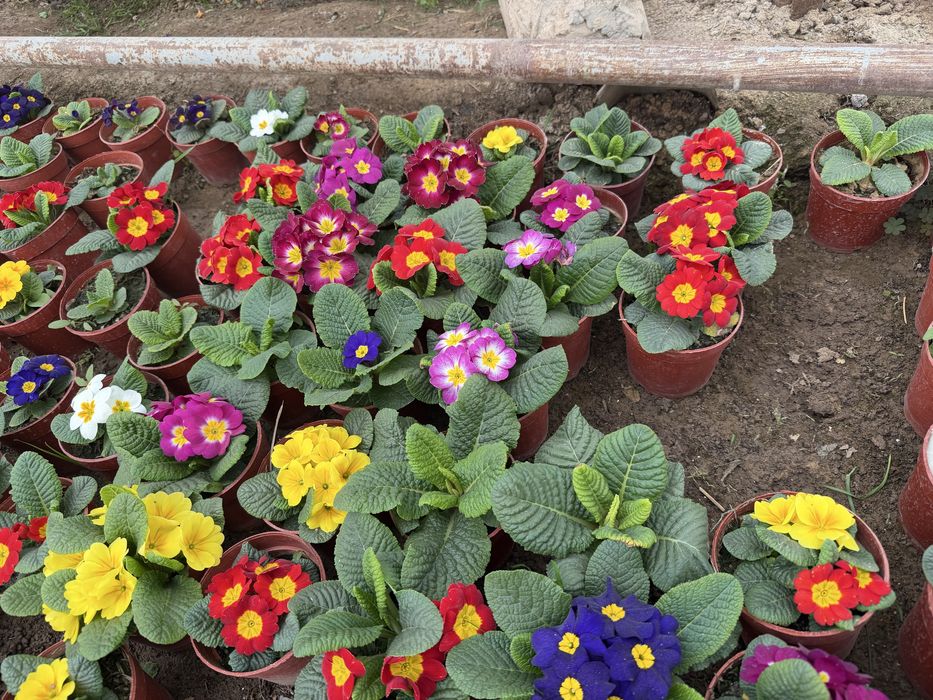 Цветы оптом разные