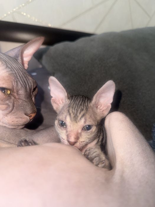 Продам кошечку сфинкс
