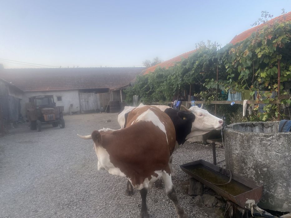Vaca baltata romaneasca