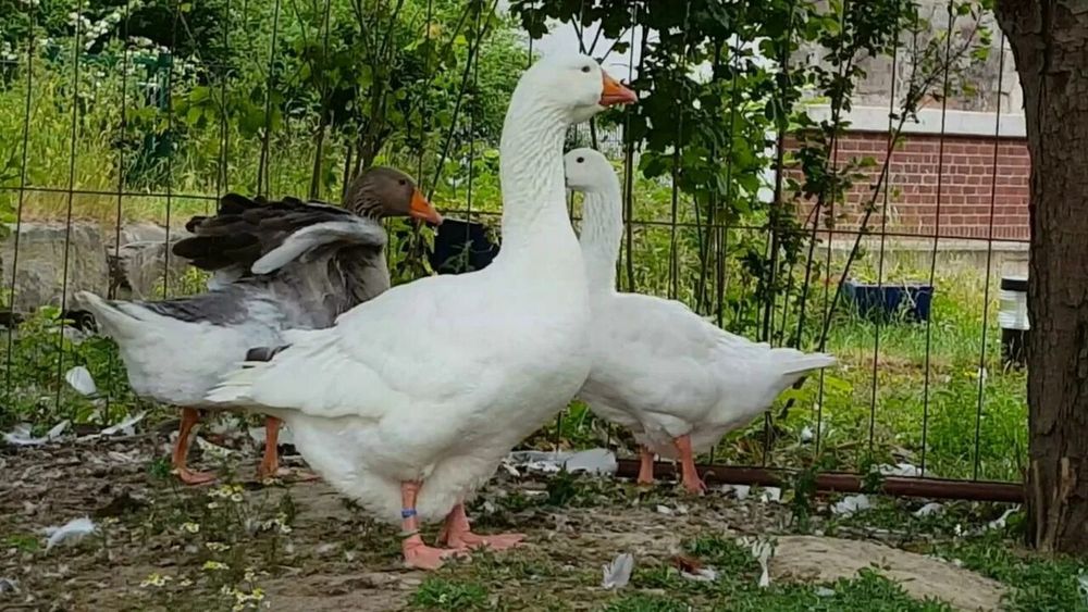 Koralevskiy Gʻoz sotiladi Goz sotladi