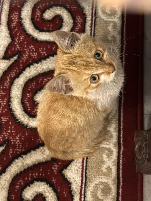 Котенок рыжая девочка 3 месяца