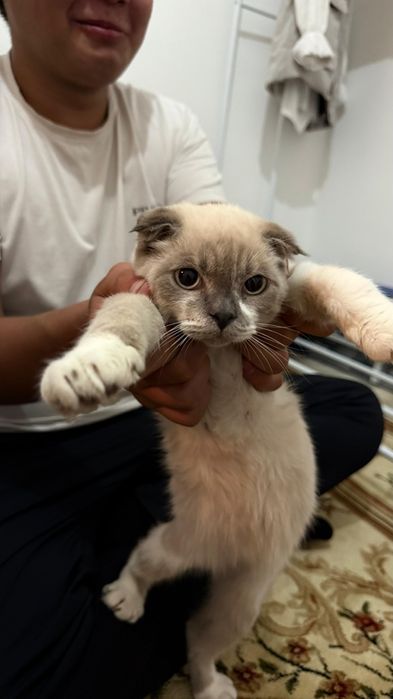 Продается кошка шотландская