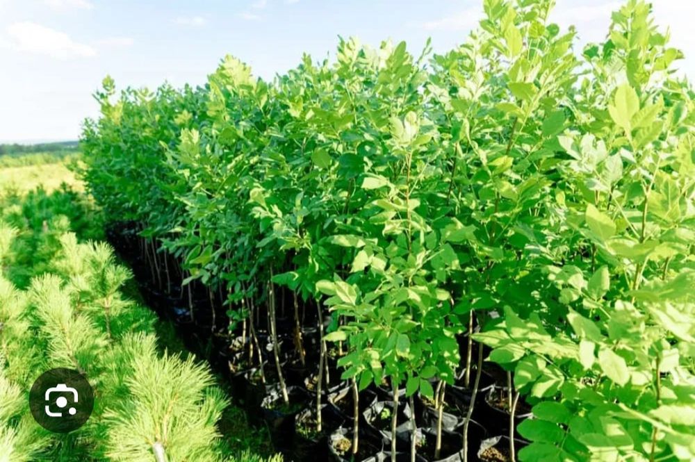 Продам саженцы..