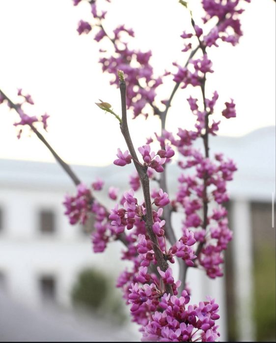 Сanon 60D (Оригинал) с полной комплектацией