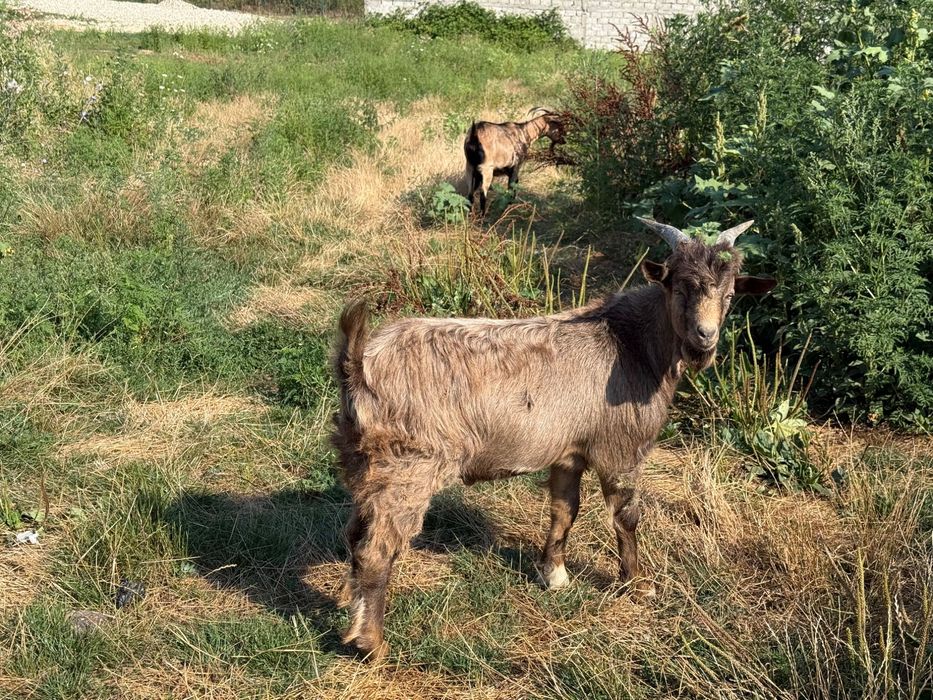 Vând capre bune de lapte