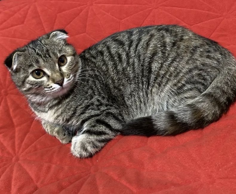 Котик 4 мес шотландский вислоухий