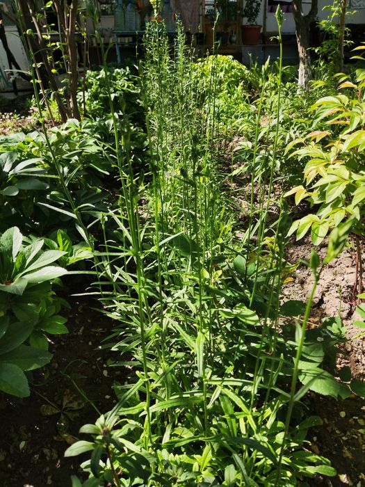 Продается калакольчики цветы.