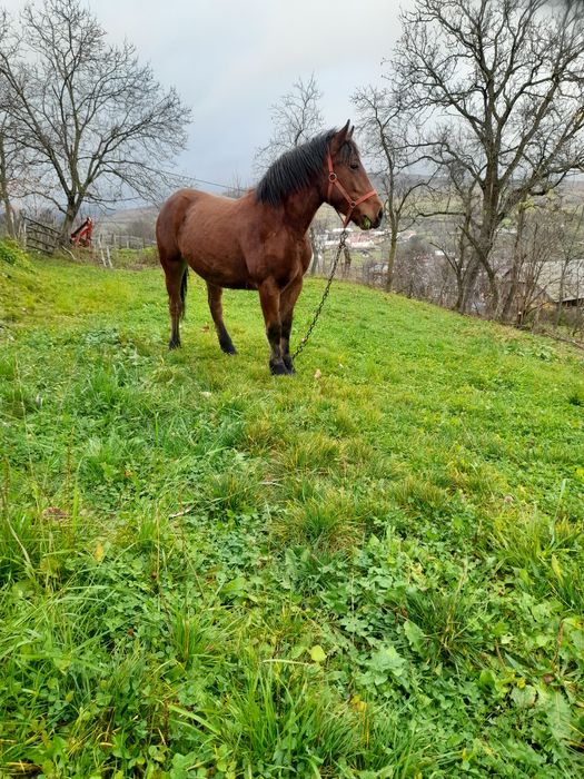 De vânzare mânz de 1 și 6 luni