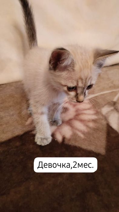 Котята бесплатно