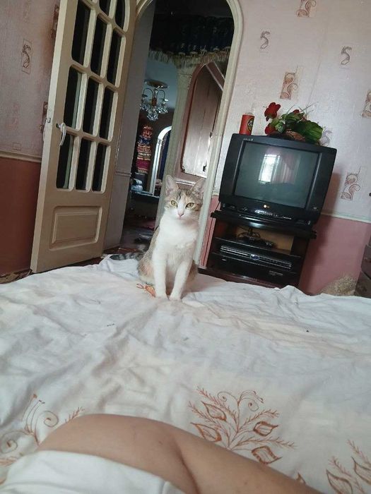 очень   очень милых и добрых котят отдаём добрые руки на всегда