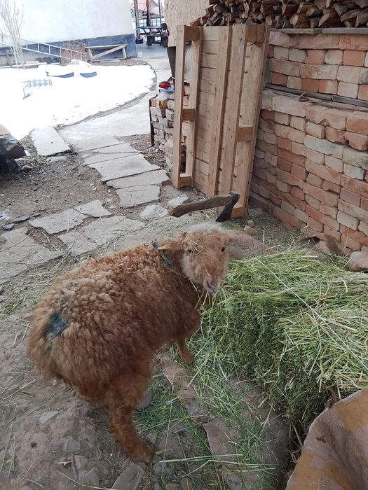 Токты, барашек, ягненок